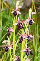 Siponto Ophrys (Ophrys sipontensis) an orchid endemic to the Gargano peninsula, near Manfredonia, Gargano, Puglia, Italy, April.