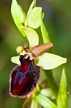 Hybrid orchid (Ophrys  azurea) of Promontory Ophrys (Ophrys promontorii) and  Ophrys bertoloniiformis, Monte St Angelo, Gargano, Puglia, Italy, April.