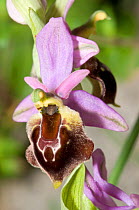 Shield Ophrys (Ophrys argolica biscutella / Ophrys crabronifera biscutella) restricted to Gargano and mountain regions in S Italy. Monte St Angelo, Gargano, Puglia, Italy. April