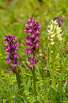 Island Marsh Orchid (Dactylorhiza insularis) with the purple form of Roman orchid (Dactylorhiza romana)  Mount Amiata. Tuscany, Italy, April.