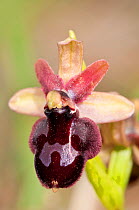 Ophrys hybrid of Sawfly orchid (Ophrys tenthredinifera) and Dark ophrys (Ophrys passionis) Ruggiano, Gargano, Puglia, Italy, April.
