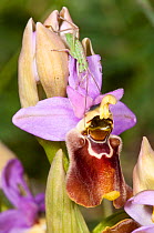 Hybrid orchid (Ophrys x francinae) hybrid of Sawfly orchid (Ophrys tenthredinifera) and  Ophrys apulica, near Monte St Angelo, Gargano. Italy, April.