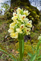 The Island Marsh Orchid (Dactylorhiza insularis) endemic to coastal Italy, Mount Amiata. Tuscany, Italy April 2010