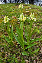 Island Marsh Orchid (Dactylorhiza insularis) endemic to coastal Italy, Mount Amiata. Tuscany, Italy, April.