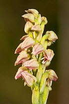 Dense-flowered orchid (Neotinea maculata) Torrealfina, Orvieto, Umbria, Italy, April.