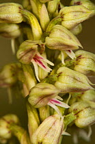 Dense-flowered orchid (Neotinea maculata) Torrealfina, Orvieto, Umbria, Italy, April.
