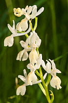 Markus' Orchid (Dactylorhiza romana ssp markusii) a subspecies of the Roman Orchid, endemic to Sicily, Bosco di Ficuzza, Palermo, Sicily, Italy, May.