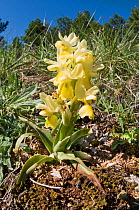 Few-flowered Orchid (Orchis pauciflora)  Mount Peglia, Orvieto, Umbria, Italy, April.