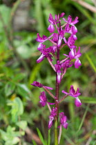 Loose-flowered orchid (Orchis laxiflora) wetland saprophytic  species, Barberano Romano, Viterbo, Italy, May.