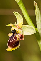 Conearad's Orchid (Ophrys conearadiae) endemic, Apricena, Gargano, Puglia, Italy, May.