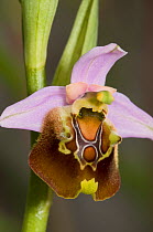 Cinabra orchid (Ophrys cinnabarina) Apricena, Gargano, Puglia, Italy, May.