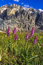 Fragrant Orchid (Gymnadenia conopsea) Sella Massif, Dolomites, Italy, July.