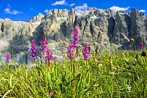 Fragrant Orchid (Gymnadenia conopsea) Sella Massif, Dolomites, Italy, July.