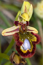 Mirror Orchid (Ophrys ciliata / Ophrys speculum) Ferla, Sicily, Italy, May.