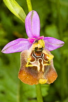 Bianca's Ophrys (Ophrys biancae) a rare and local Sicilian endemic.  Ferla, Sicily, Italy, May.