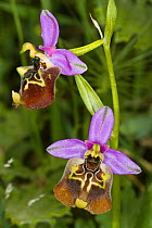 Bianca's Ophrys (Ophrys biancae) a rare and local Sicilian endemic.  Ferla, Sicily, Italy, May.