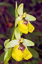 Lacaita's Ophrys (Ophrys lacaitae) a rare endemic species, Ferla, Sicily, Italy, May.