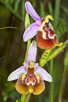Hybrid between Ophrys biancae and Ophrys calliantha, Ferla, Sicily, Italy, May.