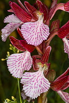 Pink Butterfly Orchid (Orchis papilionacea var grandiflora / Anacamptis papilionacea) Ferla, Sicily, Italy, May.