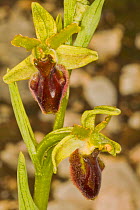 Early Spider Ophrys (Ophrys sphegodes) Terni, Umbria, Italy. May.