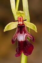 Fly orchid (Ophrys insectifera) Piediluco, Terni, Umbria, Italy, May.