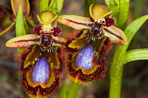 Mirror Orchid (Ophrys ciliata / Ophrys speculum) near Grotte di Castro, Lazio, Italy, April.