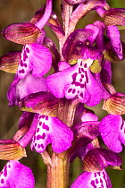 Green Winged orchid (Orchis morio) near Grotte di Castro, Lazio, Italy, April.