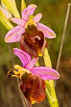 Hornet Ophrys (Ophrys crabronifera) Piediluco, Terni, Umbria, Italy May.