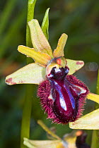 Ophrys (Ophrys incubacea / Ophrys sphegodes ssp atrata) Pescia Romana, Orbetello, Lazio, Italy, April.