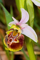 Late Spider Orchid (Ophrys fuciflora) near Torrealfina, Orvieto, Umbria, Italy, April.