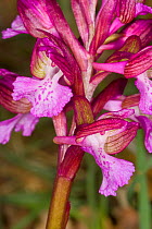 Pink butterfly orchid (Orchis papilionacea) Portoferraio, Elba, Tuscany, Italy, April.