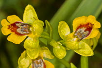 Small yellow Ophrys (Ophrys lutea ssp galilea / Ophrys sicula) Pescia Romana, Orbetello, Lazio, Italy, April.