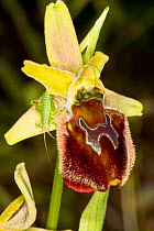 Hornet Ophrys (Ophrys crabronifera / Ophrys argolica subsp crabronifera) Porto St Stefano, Argentario, Tuscany, Italy. April.
