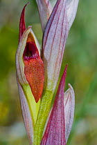 Small-flowered Tongue Orchid (Serapias parviflora)  Gargano near Lago di Varano, Puglia, Italy, April.