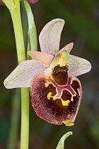 Small-patterned Ophrys (Ophrys fuciflora ssp. parvimaculata) Lesina, Gragnao, Puglia, Italy, April.