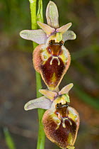 Small-patterned Ophrys (Ophrys fuciflora ssp. parvimaculata) Lesina, Gragnao, Puglia, Italy, April.
