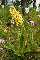 Elder-flower orchid (Dactylorhiza sambucina) yellow form, on Monte Nero, Gargano, Puglia, Italy, April.