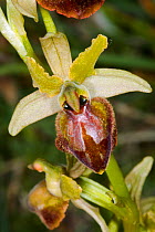Hybrid Ophrys orchid, hybrid of Dark ophrys (Ophrys passionis) and Ophrys archipelagi, Monte Nero, Gargano, Puglia, Italy, April.