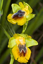 Yellow Ophrys (Ophrys lutea) near Peschici, Gargano, Puglia, Italy, April.