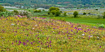 Orchid meadow, with Green-winged orchid (Orchis morio) and Pink butterfly orchids (Orchis papilionacea) predominating near Monte St Angelo, Gargano, Puglia, Italy, April.