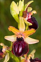Gargano ophrys (Ophrys sphegodes ssp garganica / Ophrys passionis ssp passionis) near Monte St Angelo, Gargano, Puglia, Italy, April.
