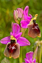 Hybrid orchid (Ophrys montis-angeli). Hybrid between the Shield orchid (Ophrys biscutella) and Sawfly orchid (Ophrys tenthredinifera) near Ruggiano, Gargano, Puglia, Italy, April.