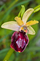 Hybrid orchid (Ophrys x flavicans). Hybrid of Bertoloni's Orchid (Ophrys bertolonii) and the Early spider orchid (Ophrys sphegodes) near Ruggiano, Gargano, Puglia, Italy, April.