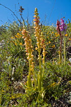 Orchids in flower including (at the front) four Man orchids (Orchis / Aceras anthropophorum) (to the far right) a Green-winged orchis (Anacamptis / Orchis morio) with adjacent to it (on its left) Fan-...