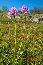 Naked man orchid (Orchis italica). Nr Monte St Angelo, Gargano, Puglia, Italy