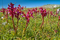 Pink butterfly orchid (Orchis papilionacea) Monte St Angelo, Gargano, Puglia, Italy, April.