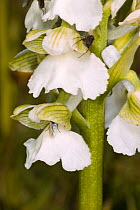 Green Winged orchid (Orchis morio var alba) albino form, Monte St Angelo, Gargano, Puglia, Italy, April.