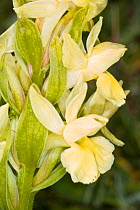 Roman Orchid (Dactylorhiza romana) Monte St Angelo, Gargano, Puglia, Italy, April.
