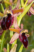 Promontory Ophrys (Ophrys promontorii) endemic to Garagno near Ruggiano, Gargano, Puglia, Italy. April.