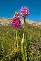 Naked man orchid (Orchis italica) with hybrid orchid (Orchiaceras x bivonae). Hybrid of Naked man orchid (Orchis italica) and Man orchid (Orchis anthrophorum) Monte St Angelo, Gargano, Puglia, Italy,...